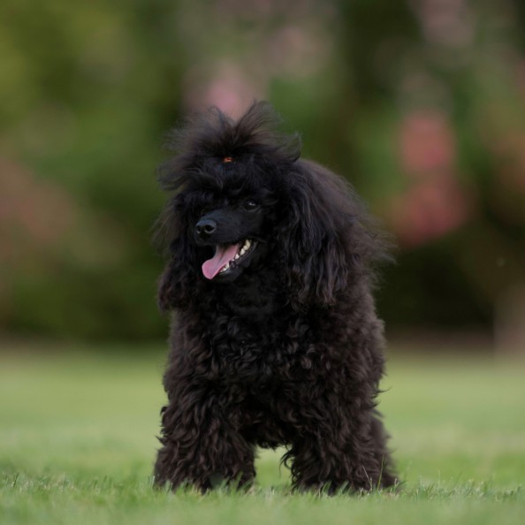 Ronja