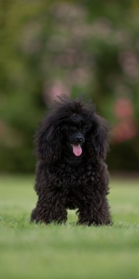 Ronja