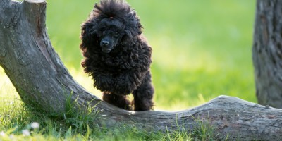 Ronja