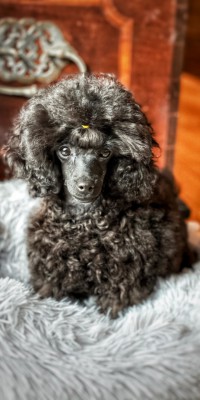 Ronja