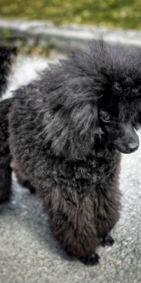 Ronja