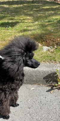 Ronja