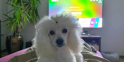 Gina