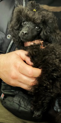 Ronja