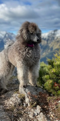 Laina